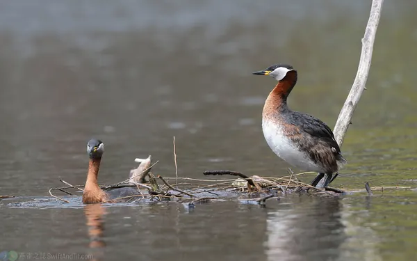 赤頸鷿鶞 Red-necked Grebe