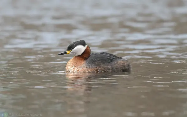 赤頸鷿鶞 Red-necked Grebe