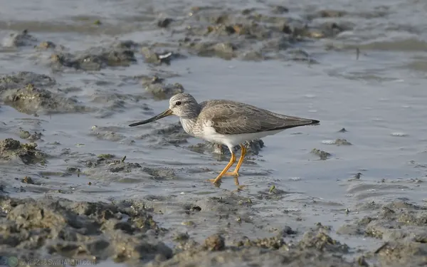 反嘴鷸 Terek Sandpiper