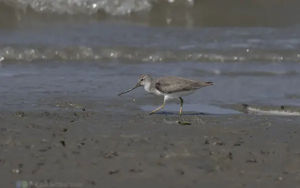 反嘴鷸 Terek Sandpiper