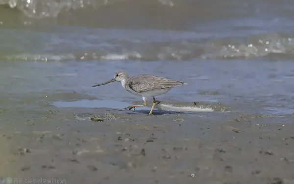 反嘴鷸 Terek Sandpiper