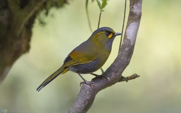 黃胸藪眉 Steere's Liocichla