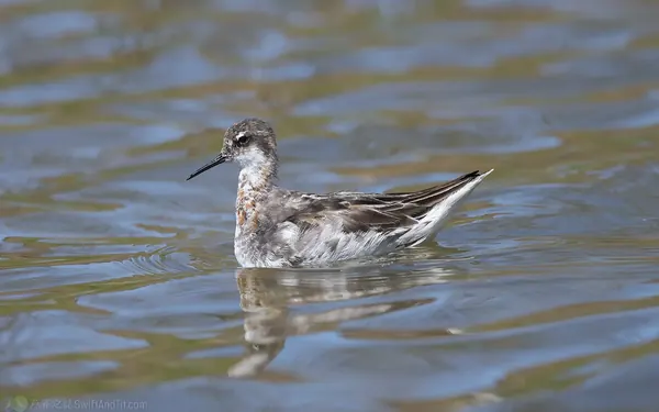 紅領瓣足鷸 Red-necked Phalarope