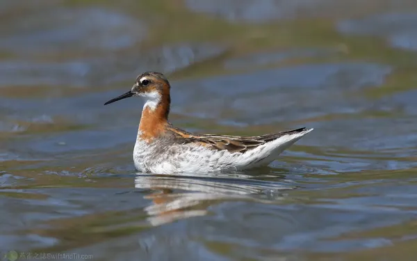 紅領瓣足鷸 Red-necked Phalarope