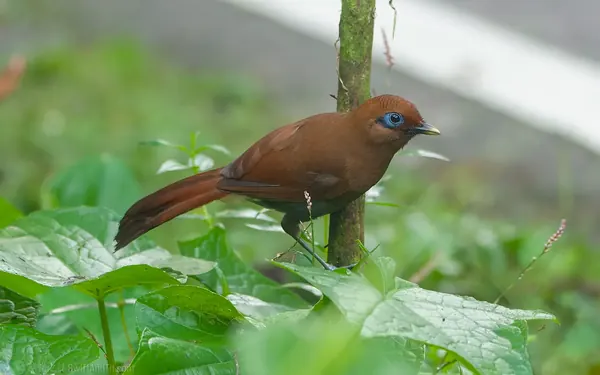 棕噪眉 Rusty Laughingthrush