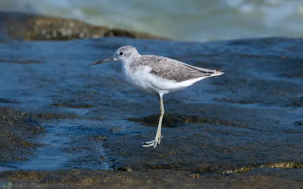 青足鷸 Common Greenshank