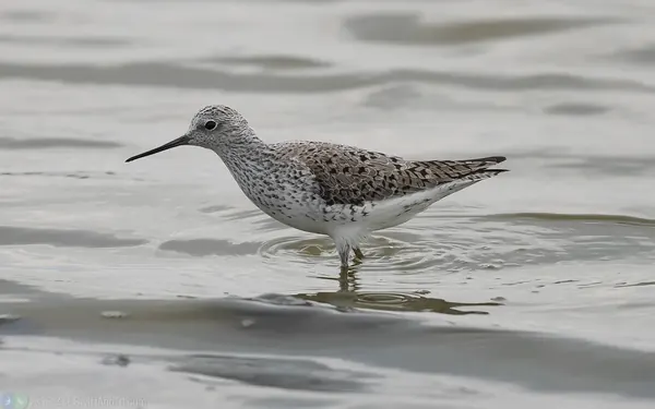 小青足鷸 Marsh Sandpiper