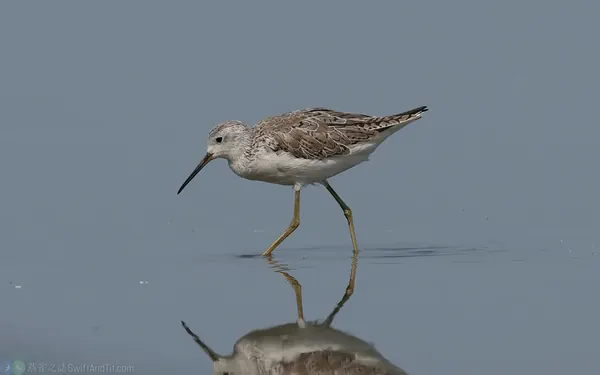 小青足鷸 Marsh Sandpiper