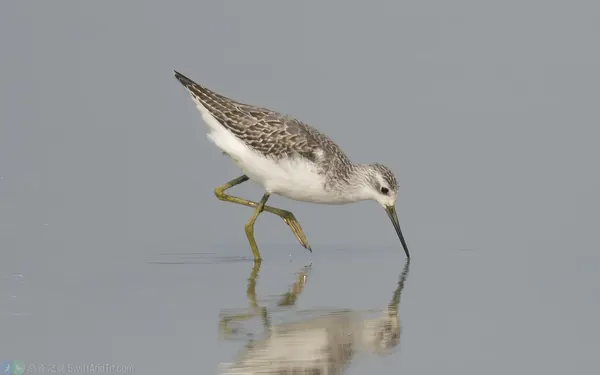 小青足鷸 Marsh Sandpiper