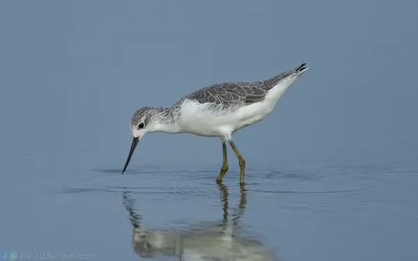 小青足鷸 Marsh Sandpiper