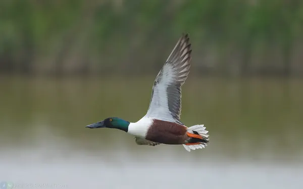 琵嘴鴨 Northern Shoveler