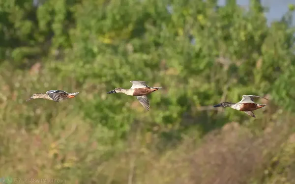 琵嘴鴨 Northern Shoveler
