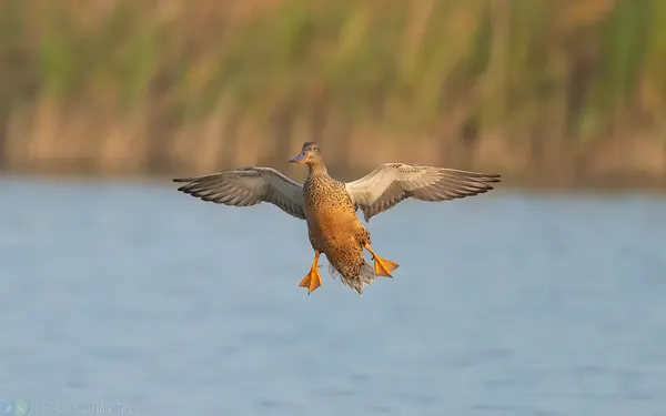 琵嘴鴨 Northern Shoveler