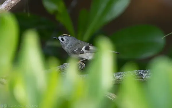 過境期出現於離島防風林的戴菊鳥 (日本亞種 R. r. japonensis ) 頭頸、背部的灰色較深。
