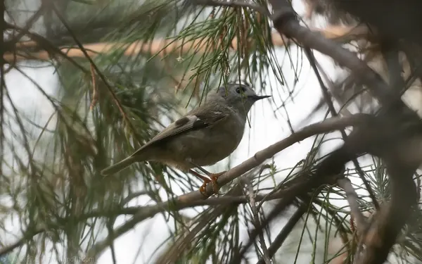 過境期出現於離島防風林的戴菊鳥 (日本亞種 R. r. japonensis ) 頭頸、背部的灰色較深。