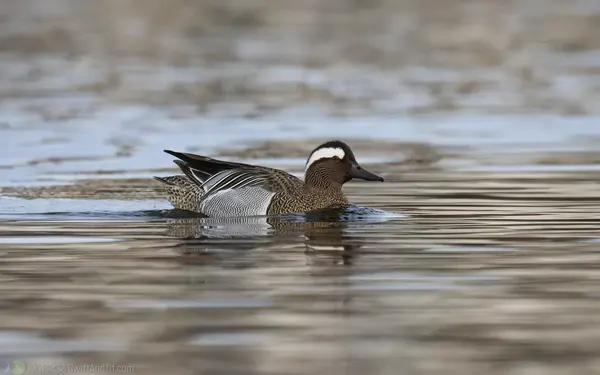 白眉鴨 Garganey 雄鳥 Male