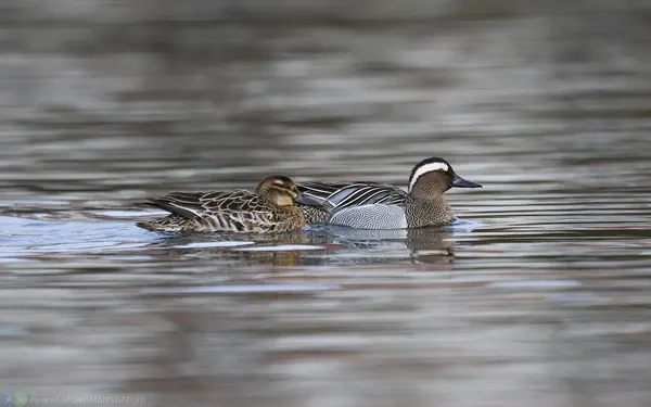 白眉鴨 garganey male and female