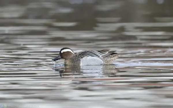 白眉鴨 Garganey 雄鳥 Male