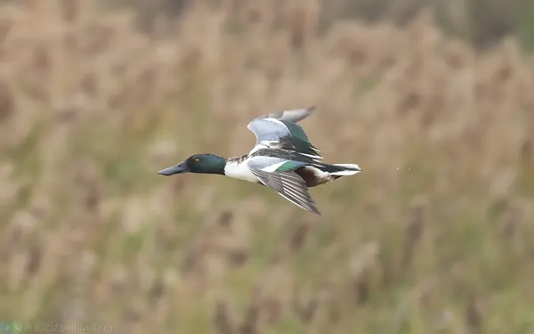 琵嘴鴨 Northern Shoveler