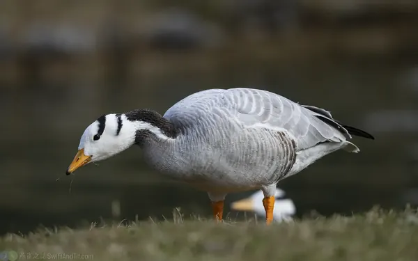 斑頭雁 Bar-headed Goose