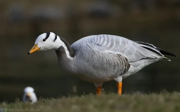 斑頭雁 Bar-headed Goose