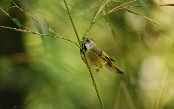 黃羽鸚嘴 Golden Parrotbill