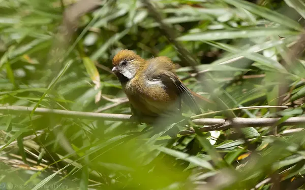 黃羽鸚嘴 Golden Parrotbill