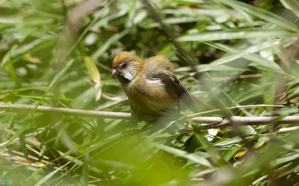 黃羽鸚嘴 Golden Parrotbill