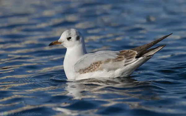 紅嘴鷗 Black-headed Gull 第一年冬羽 First Winter