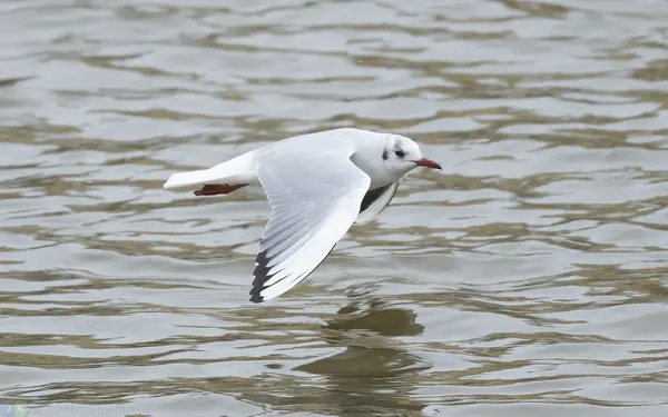 紅嘴鷗 Black-headed Gull 成鳥非繁殖羽 Adult non-breeding
