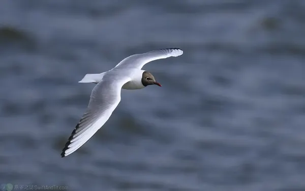 紅嘴鷗 Black-headed Gull 成鳥繁殖羽 Adult breeding 