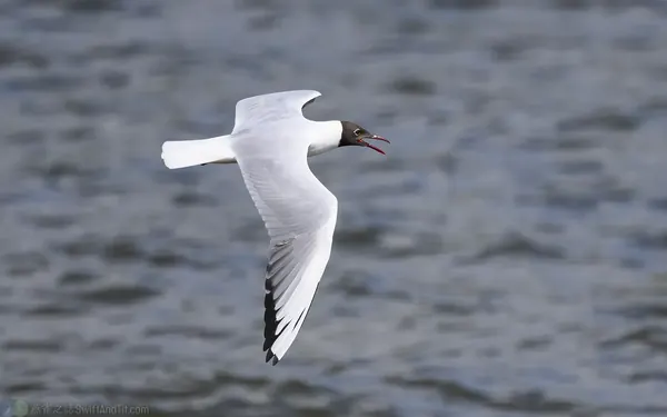 紅嘴鷗 Black-headed Gull 成鳥繁殖羽 Adult breeding 