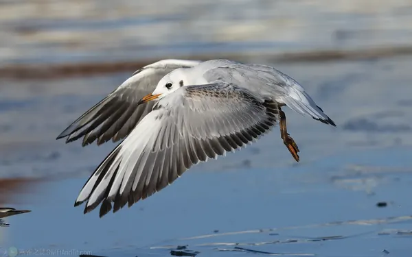 紅嘴鷗 Black-headed Gull 第一年冬羽 First Winter