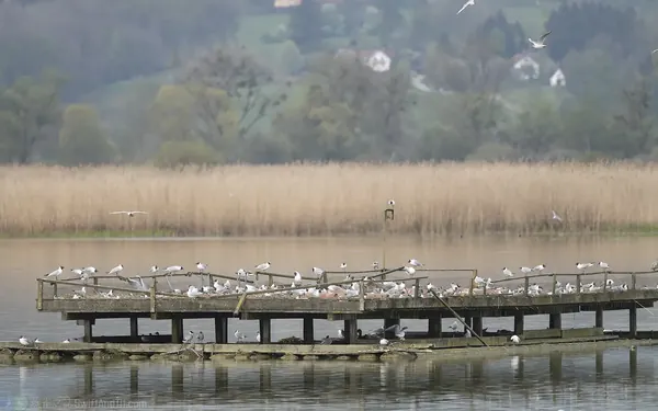 紅嘴鷗 Black-headed Gull 繁殖聚落 Colony