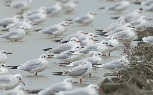 棕頭鷗 Brown-headed Gull