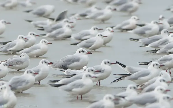 棕頭鷗 Brown-headed Gull