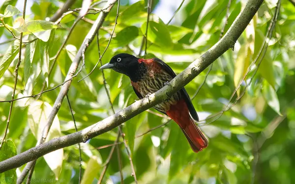朱鸝 Maroon Oriole 雌鳥 Female