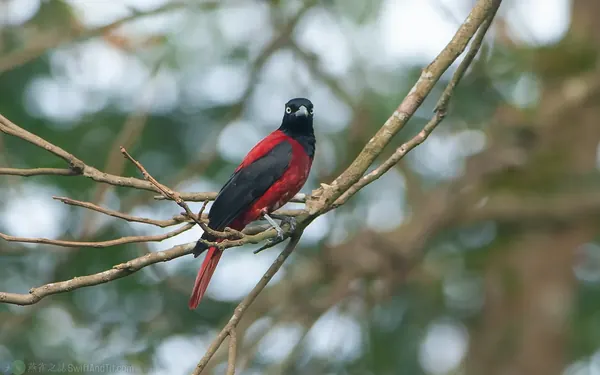 朱鸝 Maroon Oriole 雄鳥 Male