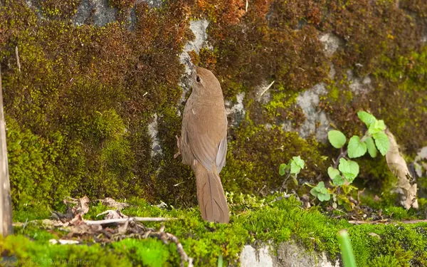 台灣叢樹鶯 Taiwan Bush Warbler