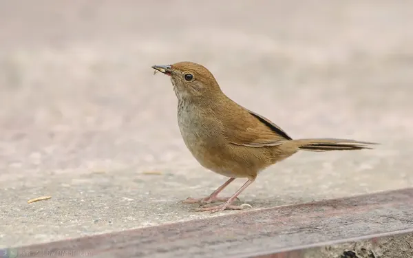 台灣叢樹鶯 Taiwan Bush Warbler