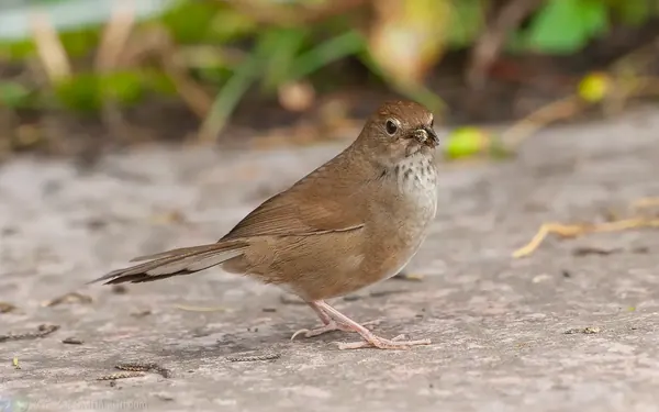 台灣叢樹鶯 Taiwan Bush Warbler