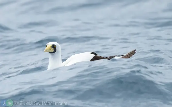 藍臉鰹鳥 Masked Booby