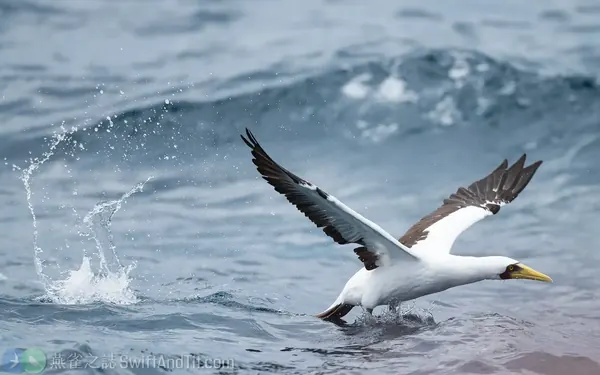 藍臉鰹鳥 Masked Booby