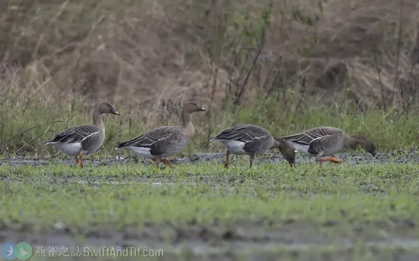 凍原豆雁Tundra Bean Goose