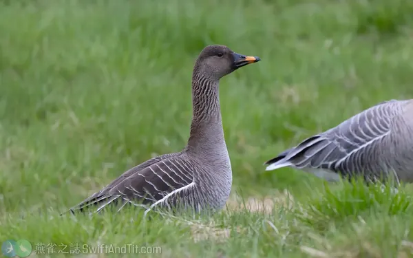 凍原豆雁 Tundra Bean Goose