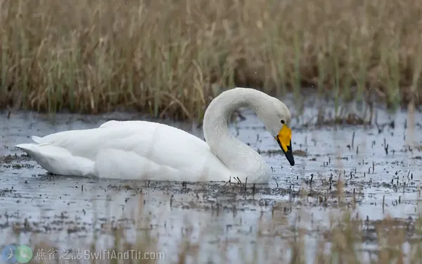 黃嘴天鵝 Whooper Swan