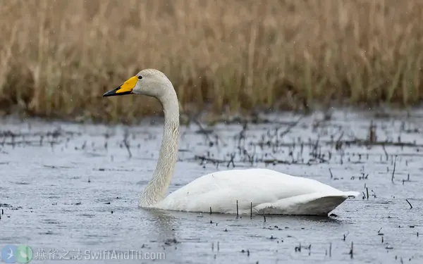 黃嘴天鵝 Whooper Swan