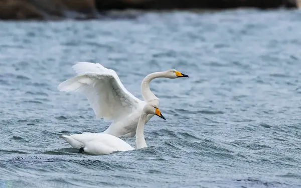 黃嘴天鵝 Whooper Swan