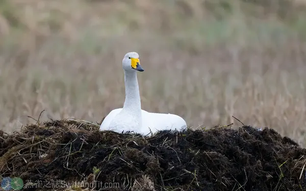 黃嘴天鵝 Whooper Swan