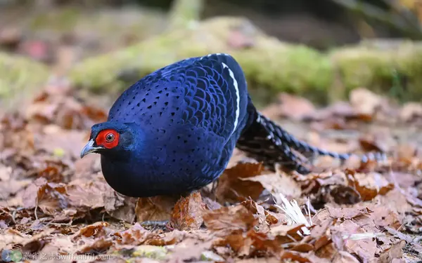 黑長尾雉雄成鳥 Mikado Pheasant Male